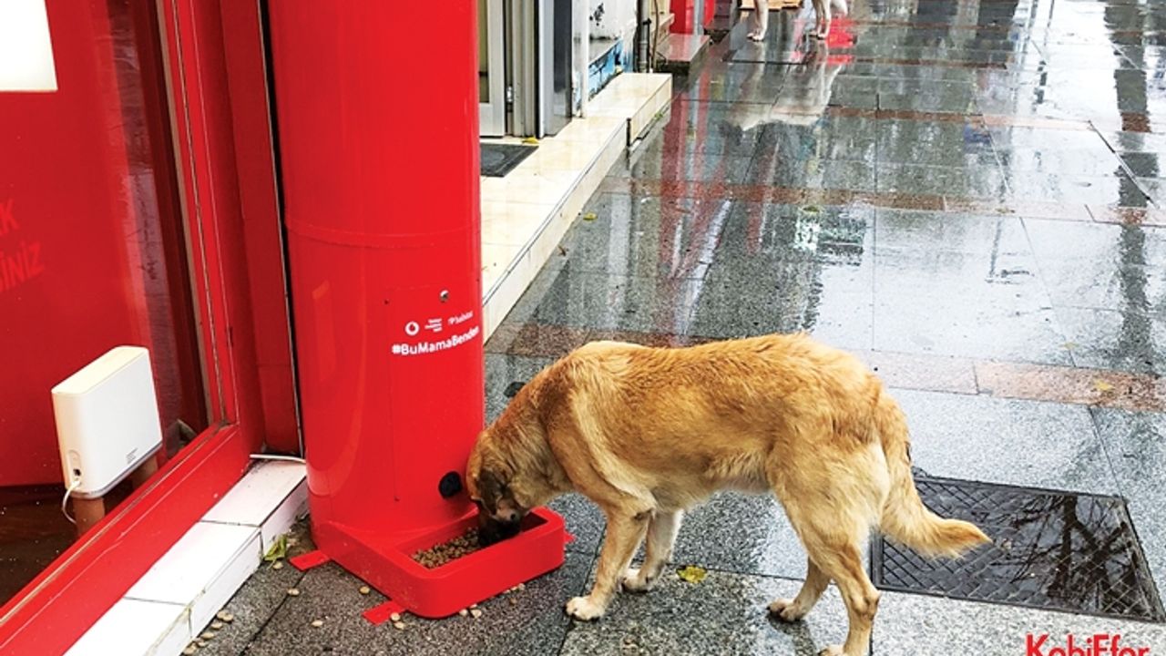 Kodla çalışan mama makineleri İstanbul geneline yayılıyor