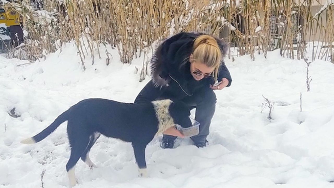 Sokak hayvanlarına DOSABSİAD’dan dost eli