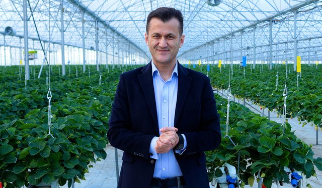 Çilek serası yılda 450 ton kapasitesine ulaştı